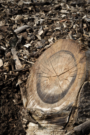 Destruction of trees for the needs of mankind lead to environmental disasterの写真素材
