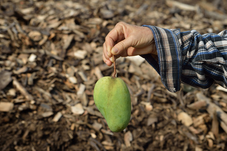 Fresh mango in hand, at organic farmの写真素材