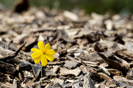 Beautiful flower seedling growing  as a concept of new lifeの写真素材