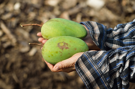 Mangoes fresh from the farmの写真素材