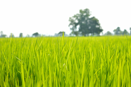Rice fields soft focus abstract style.Natural background blurredの写真素材