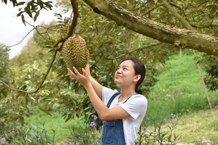 Asian farm people checking on durian tree in orchard.の写真素材