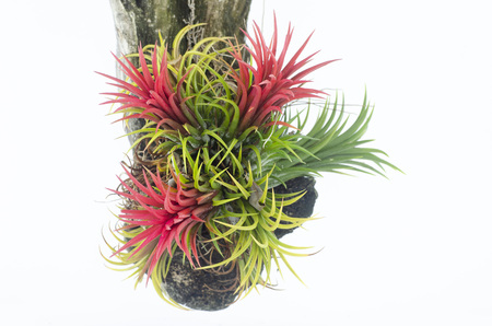 Pineapple gerden colorの写真素材