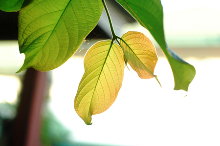 young leafの写真素材