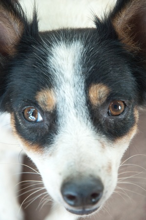 face of dog see youの写真素材