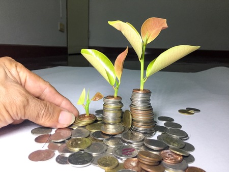 Trees grow from cultivation.
