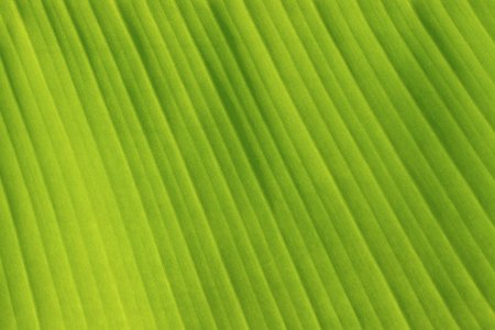 green banana leaf sunshine dayの写真素材