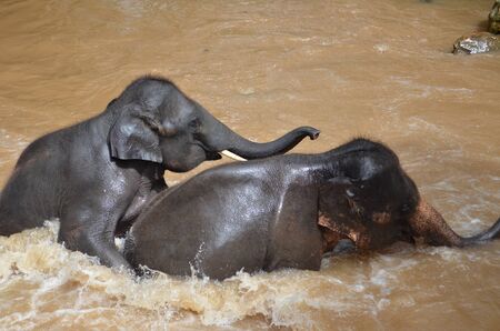 Elephantの写真素材