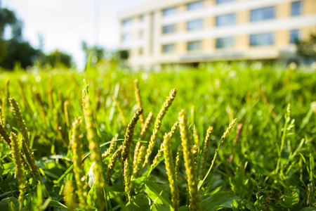 the view from the grassの写真素材