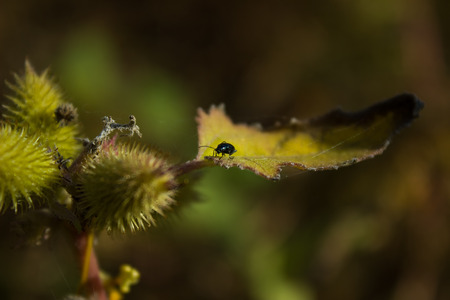 Photo of a beetle on a leaf