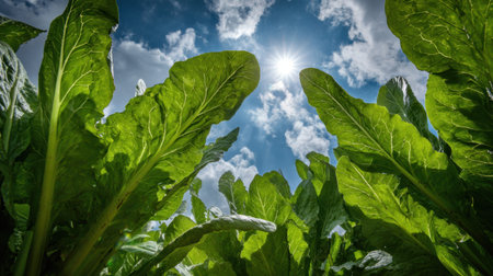 Organic farm with green leafy vegetables under clear sky and sun flareの素材
