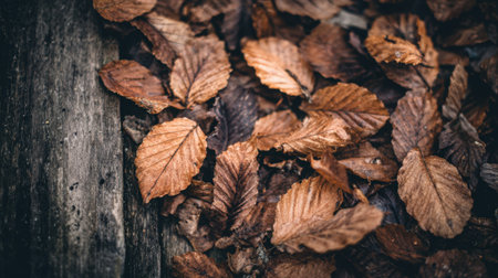 Natural brown dried leaves scattered over wooden surface in autumnal flat lay styleの素材