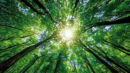A breathtaking view of a bright sun filtering through a dense and lush green canopy of trees, creating a serene and tranquil atmosphere in nature.の素材