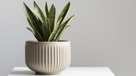 Close-up of a snake plant in a ceramic pot on a minimalistic white tableの素材