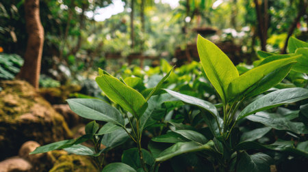 Discover the vibrant beauty of lush green leaves in a serene tropical setting. This image captures the essence of nature with detailed foliage and peaceful vibes.の素材