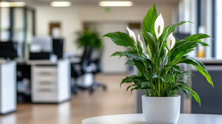 A fresh green plant brings life to a modern office space, promoting relaxation and improving air quality, perfect for a vibrant and productive atmosphere in workplaces.の素材