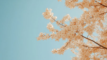 A tranquil cherry blossom branch showcases delicate flowers against a vibrant blue sky. Ideal for nature themes, this image radiates peace and freshness, perfect for backgrounds.の素材