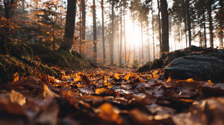 Discover a tranquil pathway through an autumn forest where sunlight filters through trees, casting a warm glow on colorful fallen leaves and inviting exploration.の素材