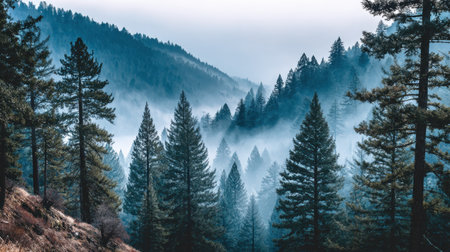 Experience a tranquil misty forest landscape featuring evergreen trees enveloped in fog, set against a backdrop of majestic mountains at dawn, perfect for nature lovers.の素材