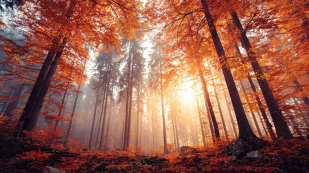 Experience the magic of an autumn forest where vibrant orange leaves and soft sunlight create a serene atmosphere filled with tranquility and natural beauty.の素材