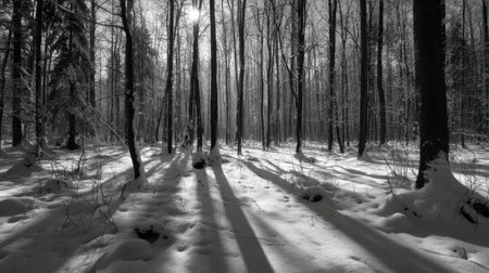 A captivating winter forest scene featuring tall trees casting long shadows over a blanket of soft snow, illuminated gently by sunlight filtering through the branches.の素材