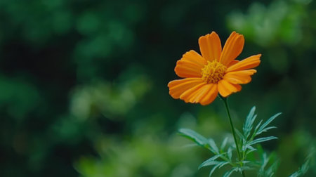 A stunning close-up of a vibrant orange flower stands out against a blurred green background, symbolizing the beauty and tranquility of nature in a garden setting.の素材