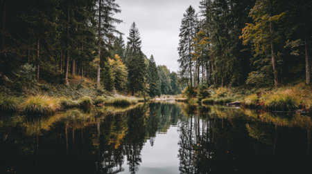 Discover a peaceful forest landscape showcasing calm water reflecting lush green trees, providing a tranquil escape into nature's serene wilderness setting.の素材