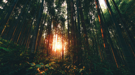 A serene view of a bamboo forest illuminated by soft sunlight, creating a tranquil atmosphere. This enchanting scene offers a perfect escape into nature, showcasing vibrant greenery.の素材