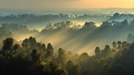 A tranquil view of a misty forest at dawn, with sunlight rays streaming through dense trees, creating a serene and peaceful atmosphere perfect for nature lovers.の素材