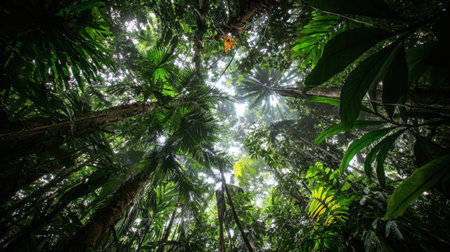 Discover the serene beauty of a lush tropical forest, showcasing tall trees and vibrant foliage as sunlight delicately filters through the dense canopy above.の素材