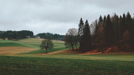 A serene landscape showcasing rolling green fields, dark trees, and a cloudy sky, perfect for evoking nature's tranquility and beauty in outdoor scenes.の素材