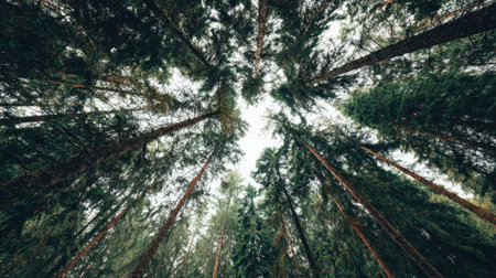 A breathtaking view looking up through a majestic forest with tall evergreen trees, creating a serene atmosphere as sunlight filters through the leaves above.の素材