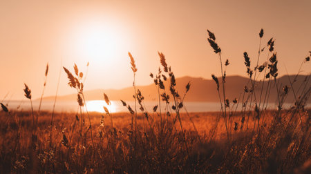 A stunning sunset casts a warm glow over a grassy meadow, creating silhouettes of plants against a golden horizon. A perfect moment of natural beauty and tranquility.の素材