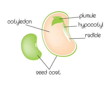 diagram of a dicotyledon seedのイラスト素材