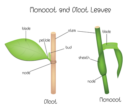 Monocot and Dicot Leavesのイラスト素材