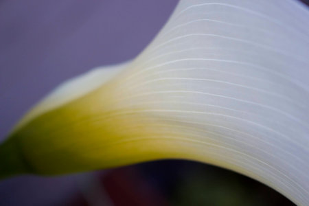 A close-up of a white Calla Lily flower.の写真素材