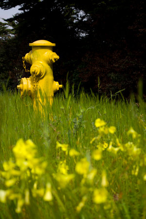 A yellow fire hydrant in a field of yellow flowers.の写真素材