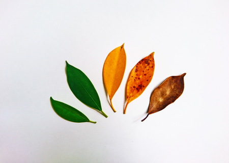 Cycle of leaves change seasonsの写真素材