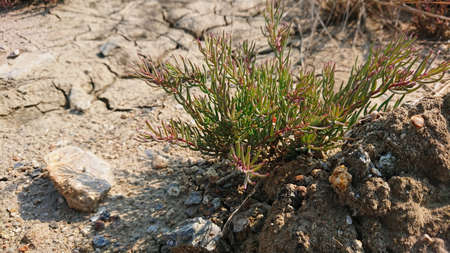 Suaeda maritima herd food coast plant