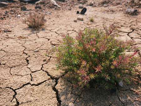 Suaeda maritima herd food coast plantの写真素材