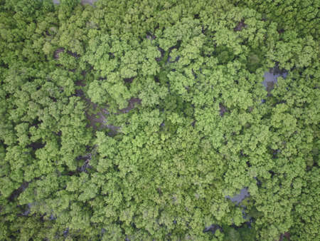 mangrove forest aerial view photography droneの写真素材