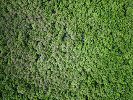 mangrove forest aerial view photography drone
