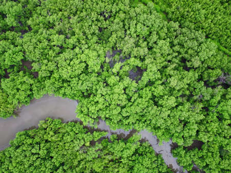 mangrove forest aerial view photography drone