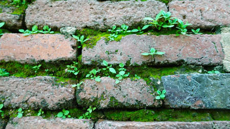 abstract, ancient, architecture, background, block, brick, building, cement, color, design, fresh,...