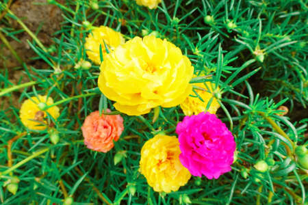 Portulaca grandiflora moss rose vintage film floral bloomsの写真素材