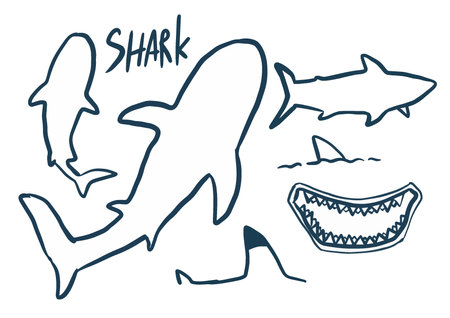 Blue shark sketch line iconのイラスト素材