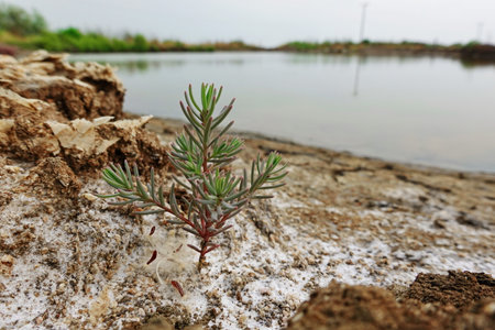 Dry mud plant Suaeda maritima