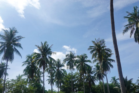 Coconut palm trees tropical view