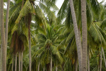 Coconut palm trees tropical view