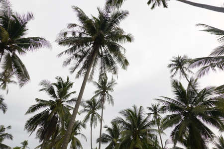 Coconut palm trees tropical view